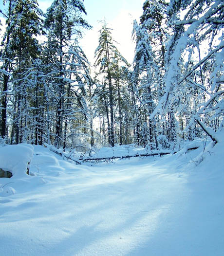 mazinaw lanark forest winter