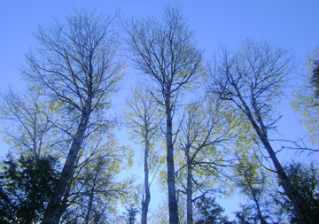 mazinaw lanark forest aspen